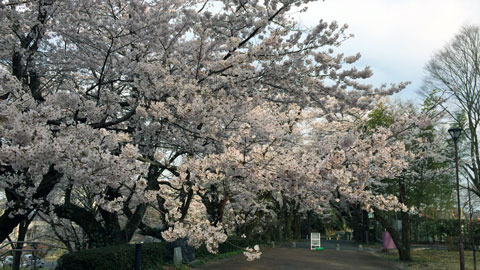 ou170417c.jpg